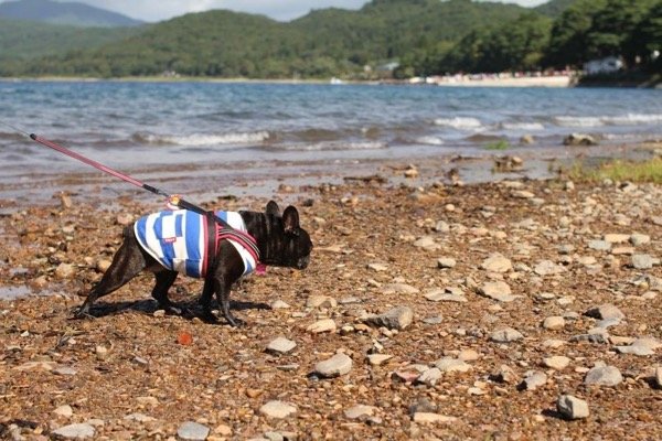 画像4: 太ボーダーポケットタンク（黒） (4)